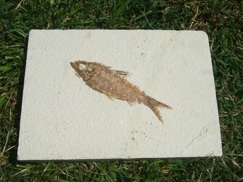 Fossili pesce u s a - pesce, (6c)
