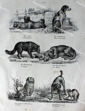 Hund Hunde Mops Jagdhund Dog