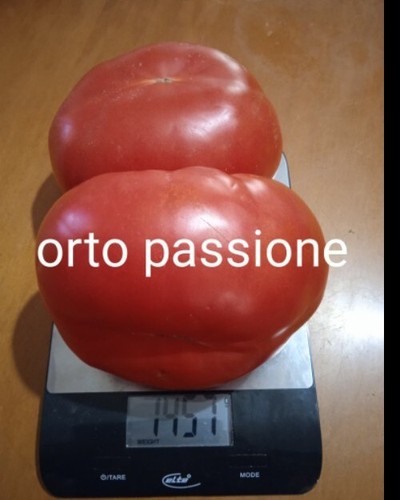 Semi pomodoro gigante - 25,