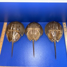 3 ATLANTIC FERRO DI CAVALLO