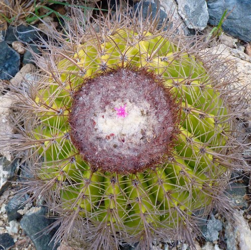 Melocactus hu445 10 - melocactus,