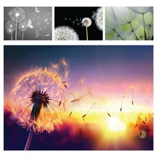 Vlies Fototapete PUSTEBLUME 3D