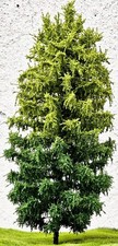 🍀2x Albero Modellismo H0