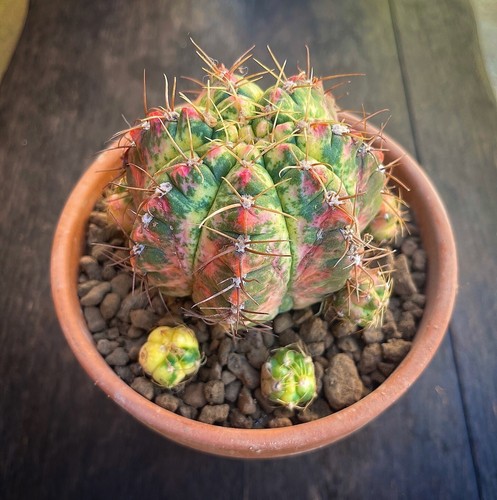 Gymnocalycium denudatum - gymnocalycium,