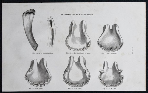 1882 denti ganasce cavallo - 1882,