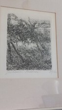 G. BARBISAN  "VIGNETO IN COLLINA" INCISIONE DEL 1966