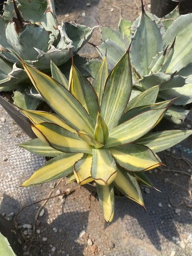 Rara agavacea succulenta - rara,