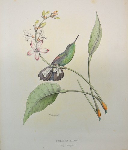 Eupherusa eximia galipea - eupherusa, (galipea