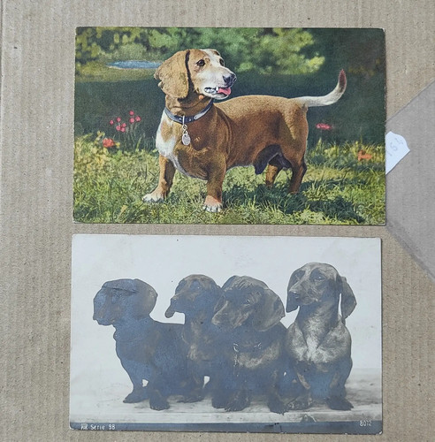Cane bassotto dachshund lotto - cane,