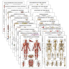 2024 NUOVO Anatomia Umana