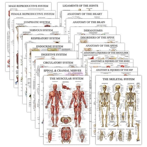 2024 new human - 2024,