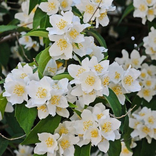 Filadelfo - , (philadelphus)