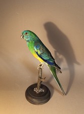 Taxidermy, Cabinet De