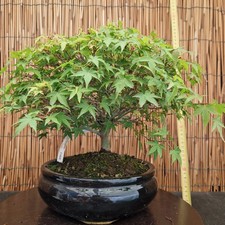 Bonsai di Acero Kioime h 33cm