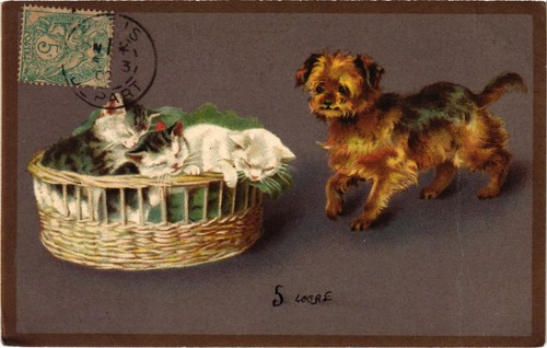 Cats kittens dog - kittens, vintage