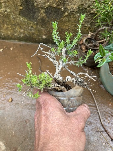 Bonsai timo mame - timo., thymus