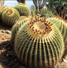 Echinocactus grusonii - , (seeds)