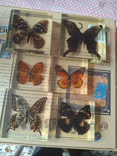 Lotto fermacarte farfalla in - farfalla,