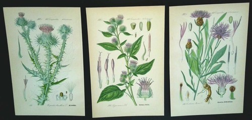 1886 litografie set 3 - 1886,