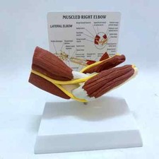 Scheletro anatomico umano 1:1