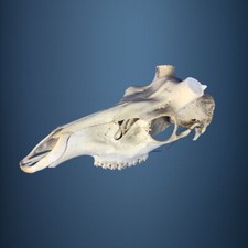 461SKU Teschio di cervo