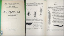 CARLO ANFOSSO  3 LIBRI  ZOOLOGIA  PER   LA 4° 5° CLASSE GINNASIALE E LICEO 1904