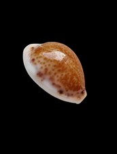 SHELL CONCHIGLIA CYPRAEA