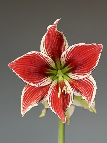 Hippeastrum lapacense hyb - hippeastrum, x