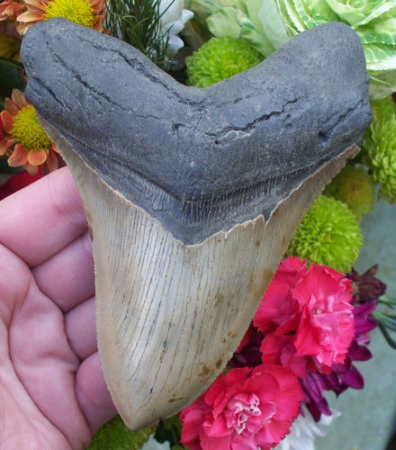 Massive cm megalodon - a,
