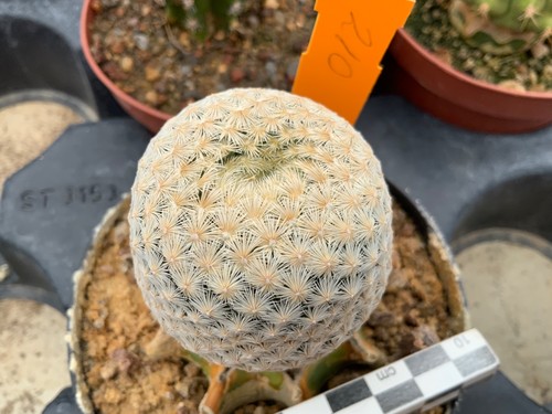 210 mammillaria herrerae - mammillaria,