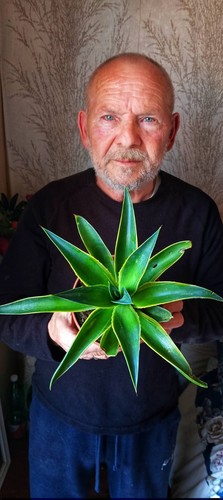 Pianta agave desmettiana - pianta,