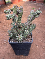EUPHORBIA HORRIDA MOSTRUOSA -