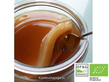 Kombucha Scoby Starter e