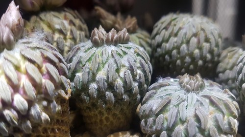 100 graines pelecyphora - 100,