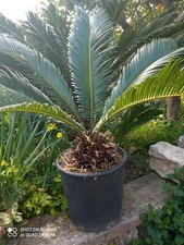 Cycas - Piante sempreverdi