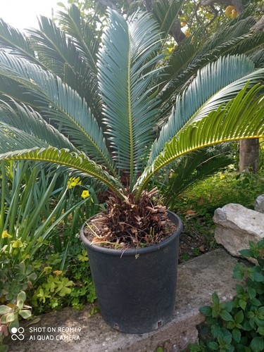 Cycas piante sempreverdi - piante,