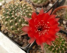 50 Cactus Pianta Grassa