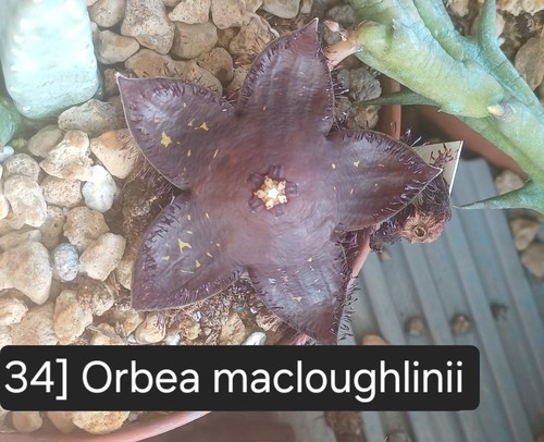 Talea radicata orbea - talea,