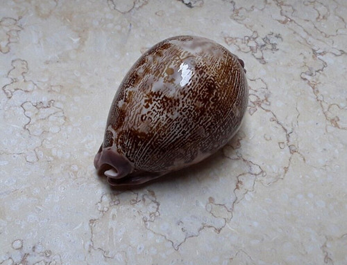 Cypraea mappa rosea - f,