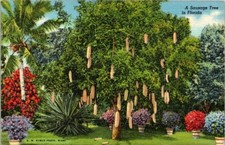 Riviera Gardens FL Miami Sausage Tree Native Tropical Africa Vintage Postcard