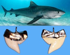 Ciondolo Argento con Dente di