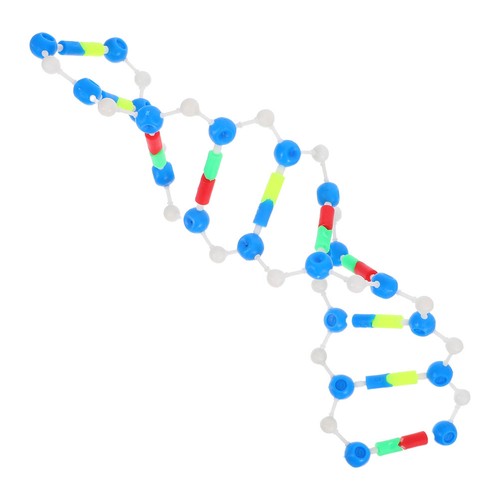 Modello dna per classe - modello,