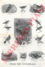 Ornitologia - Uccelli.
