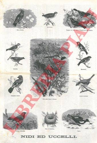 Ornitologia uccelli - ornitologia,