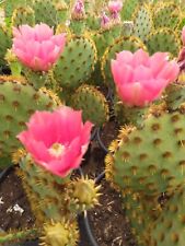 Hopuntia Microdasys  o orecchie di coniglio con fiori rossi di spine marroni 