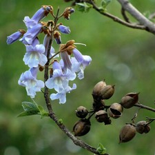 Campanella blu - Paulownia