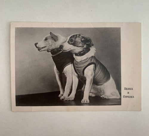 Cartolina cani spaziali - cartolina,