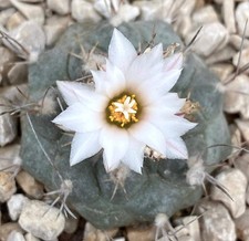Turbinicarpus hoferi SEEDS -