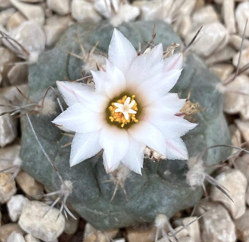 Turbinicarpus hoferi seeds - hoferi,