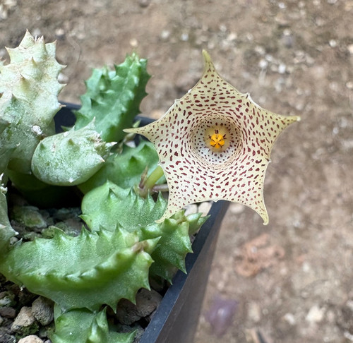 Huernia hallii succulenta - huernia,